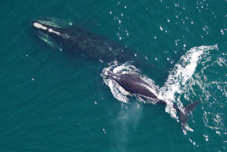 A North Atlantic right whale swimming at the surface with her calf