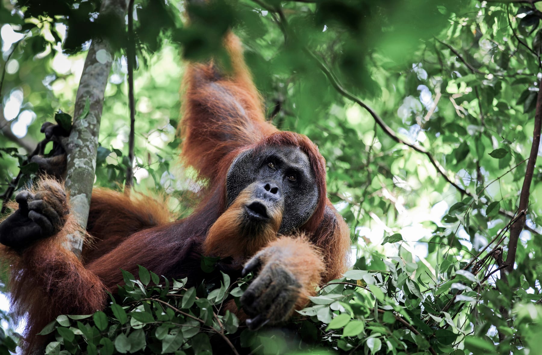 Male Sumatran orangutan in a day nest in Gunung Leuser National Park, Indonesia