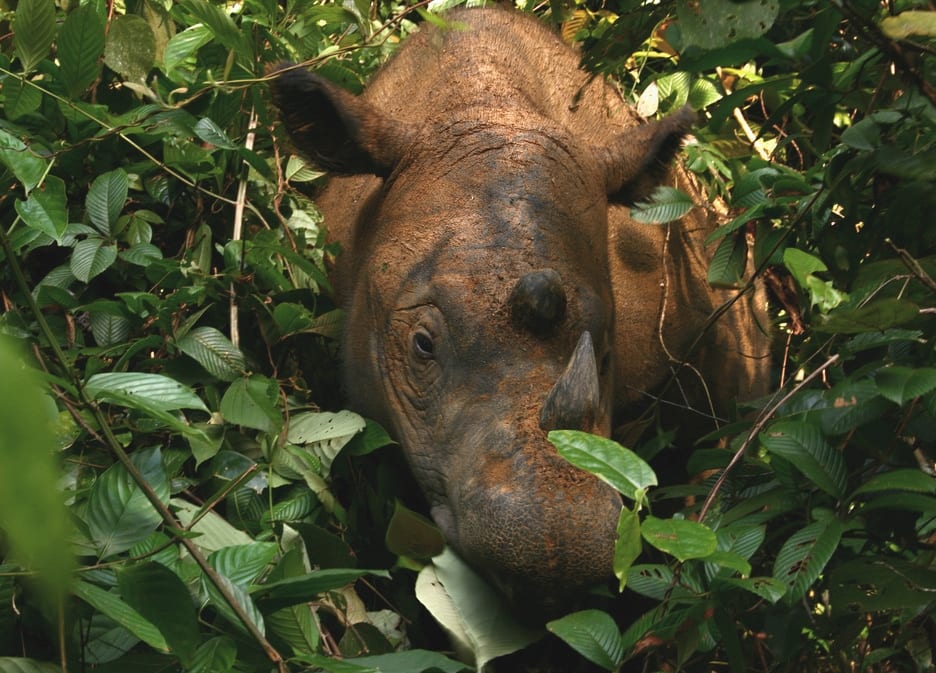 Rosa, a Sumatran rhinoceros at the Sumatran Rhino Sanctuary in Way Kambas, Indonesia