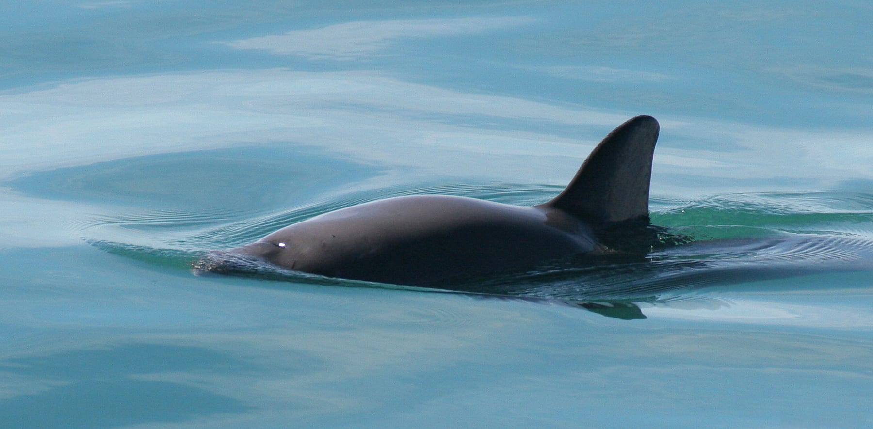 A vaquita surfacing in the northern Gulf of California, Mexico