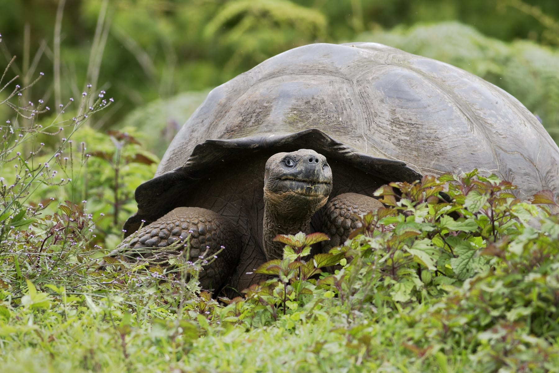 A Galapagos giant tortoise in the highlands of Santa Cruz island