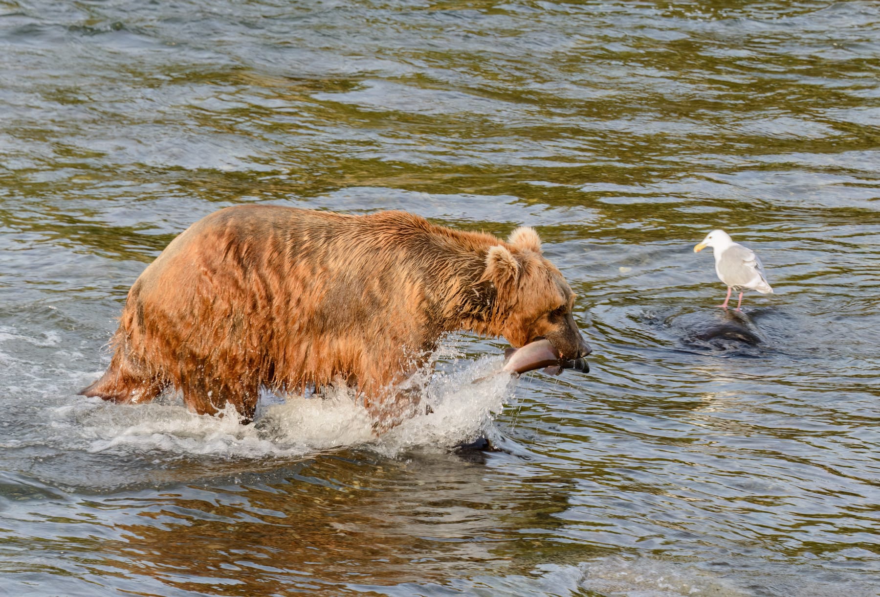 A brown bear carrying a salmon in the Brooks River, Katmai National Park, Alaska