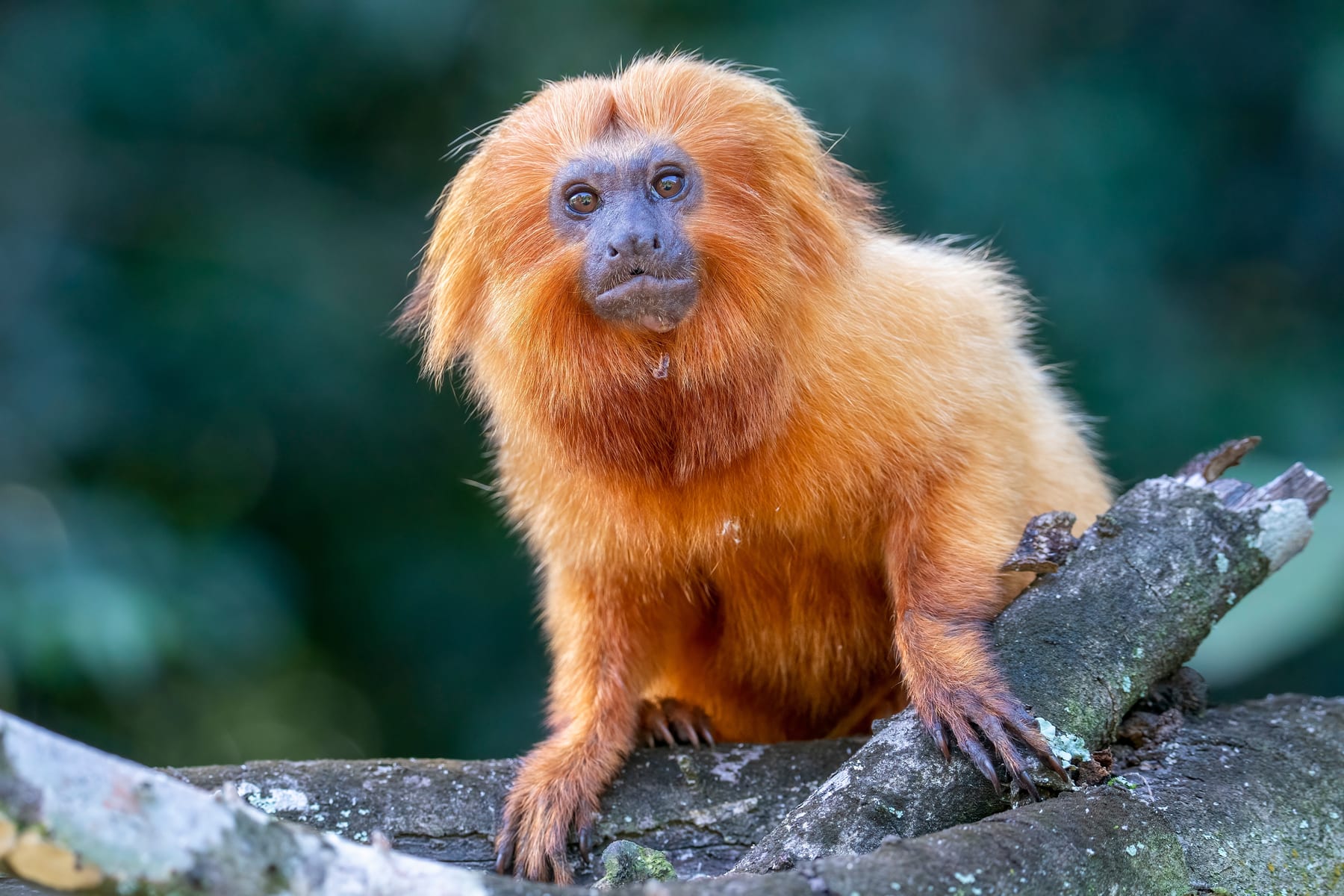 A golden lion tamarin in forest near Rio de Janeiro, Brazil