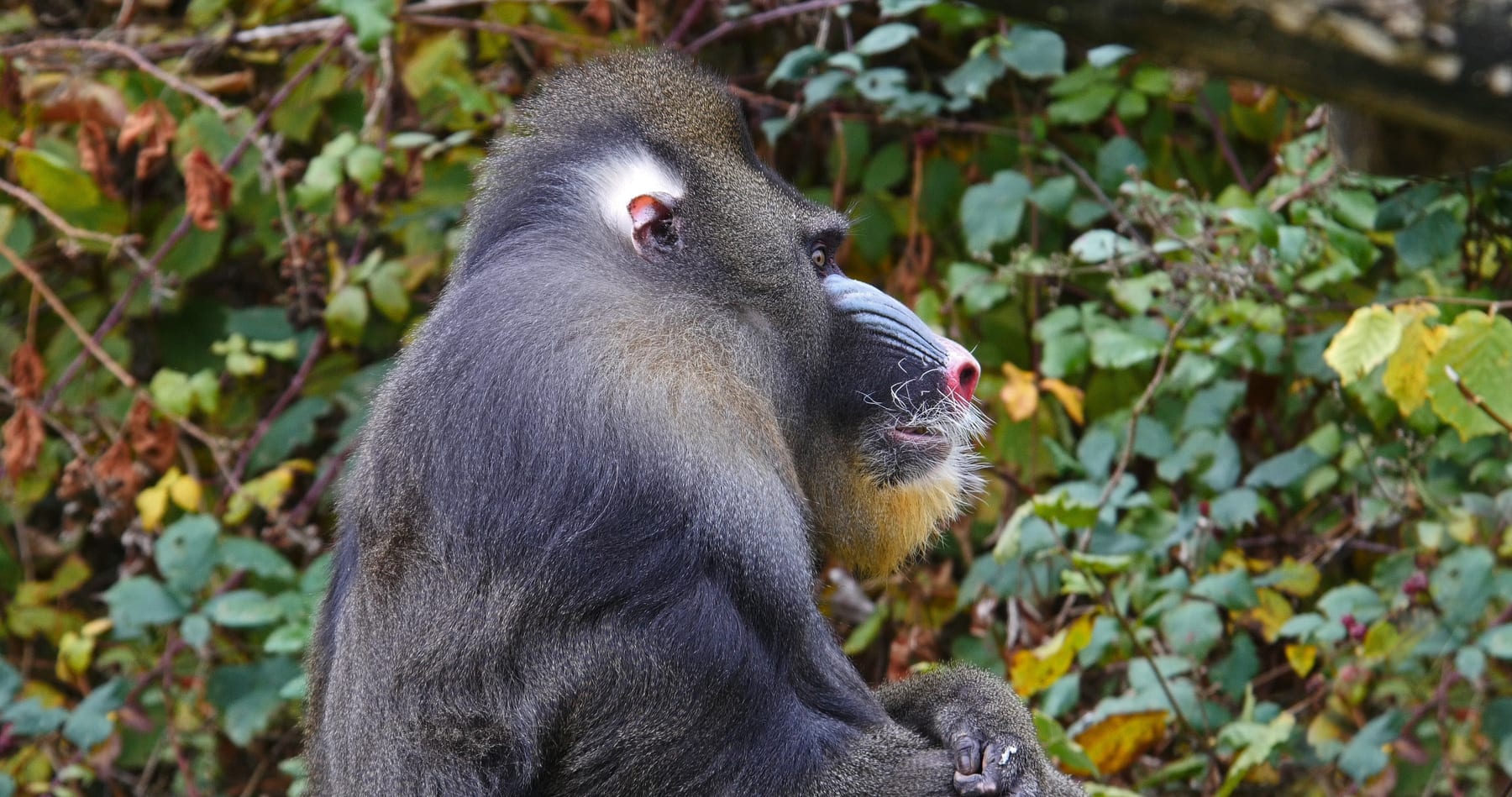 A male mandrill showing the blue and red facial ridges unique to the species