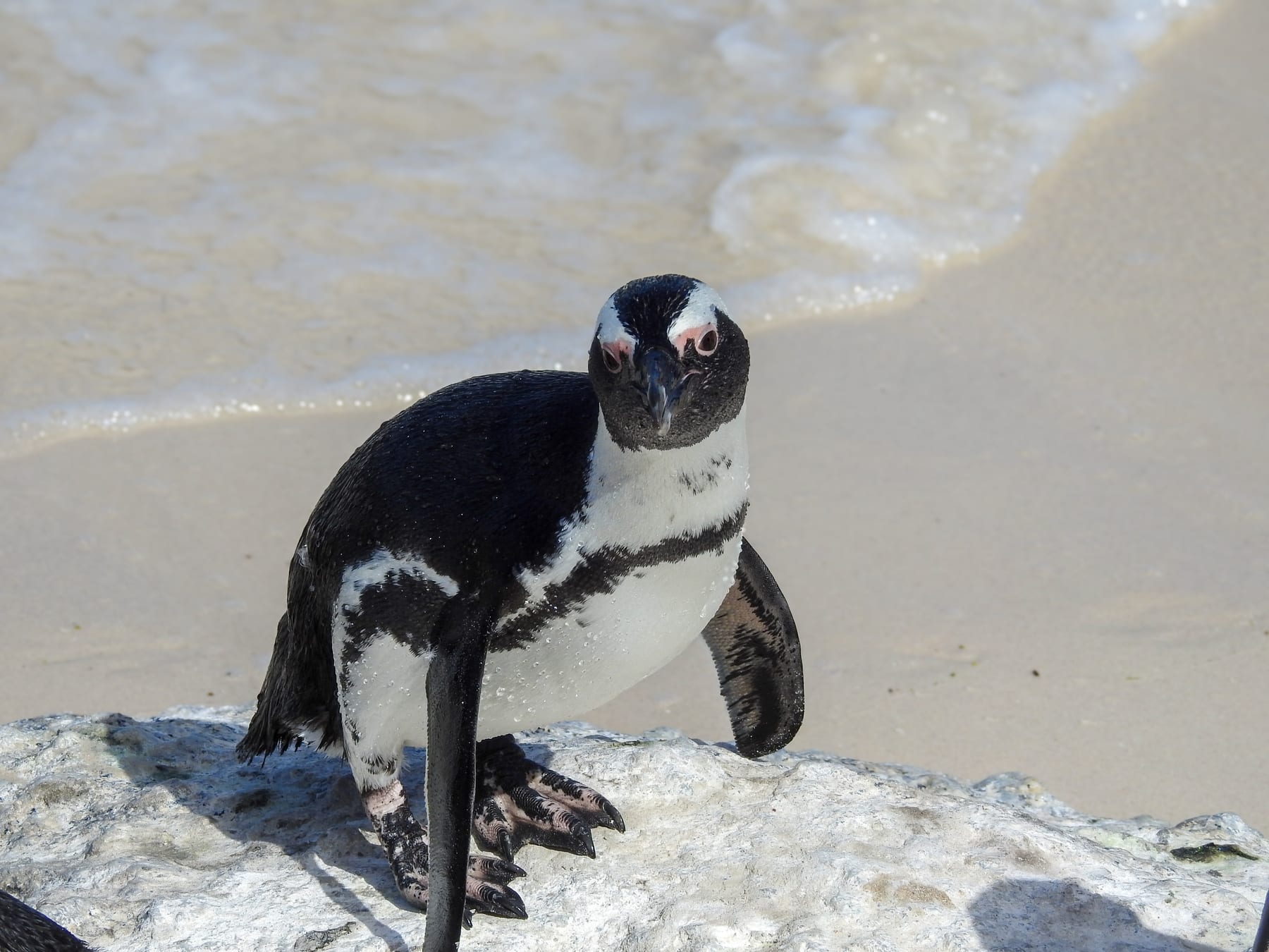 An African penguin at Boulders Beach on the Cape Peninsula, South Africa