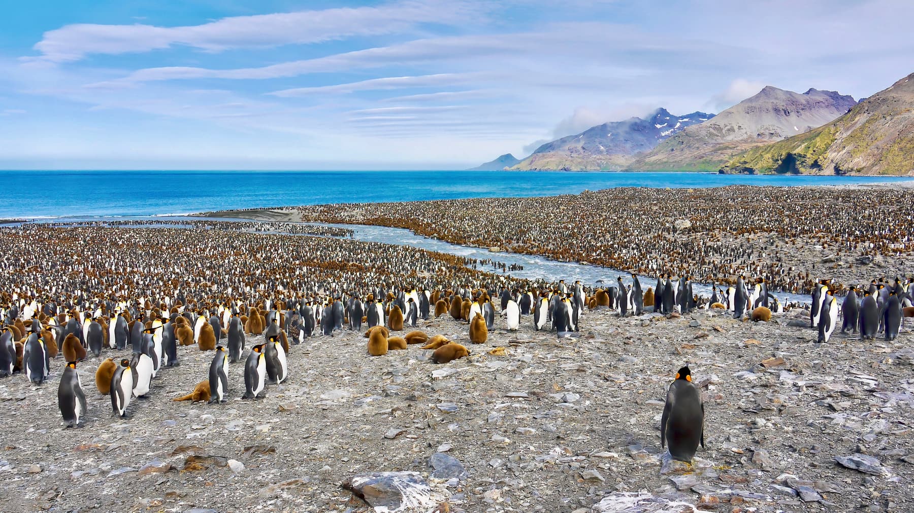 Thousands of king penguins on the beach at St Andrews Bay, South Georgia