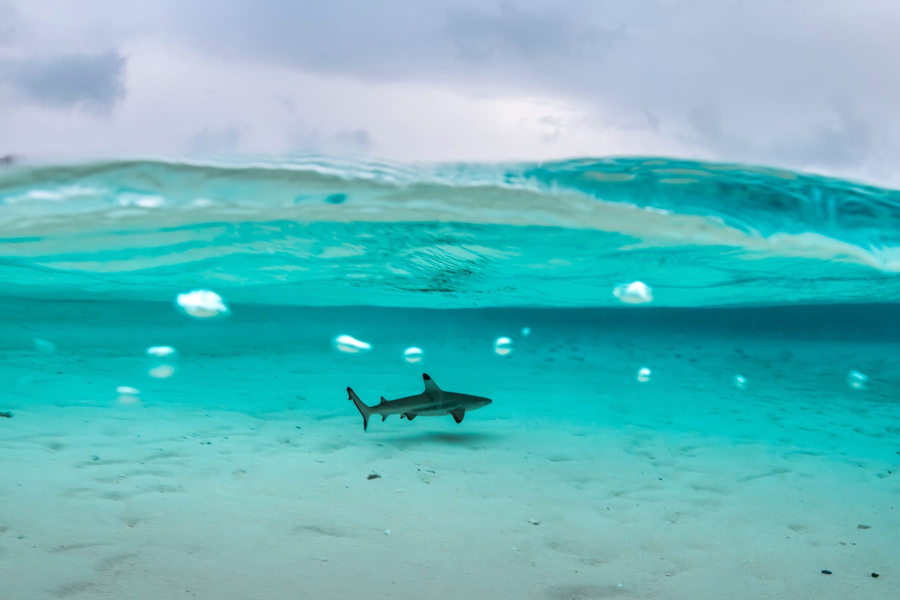 A blacktip reef shark in shallow water at Heron Island, Queensland