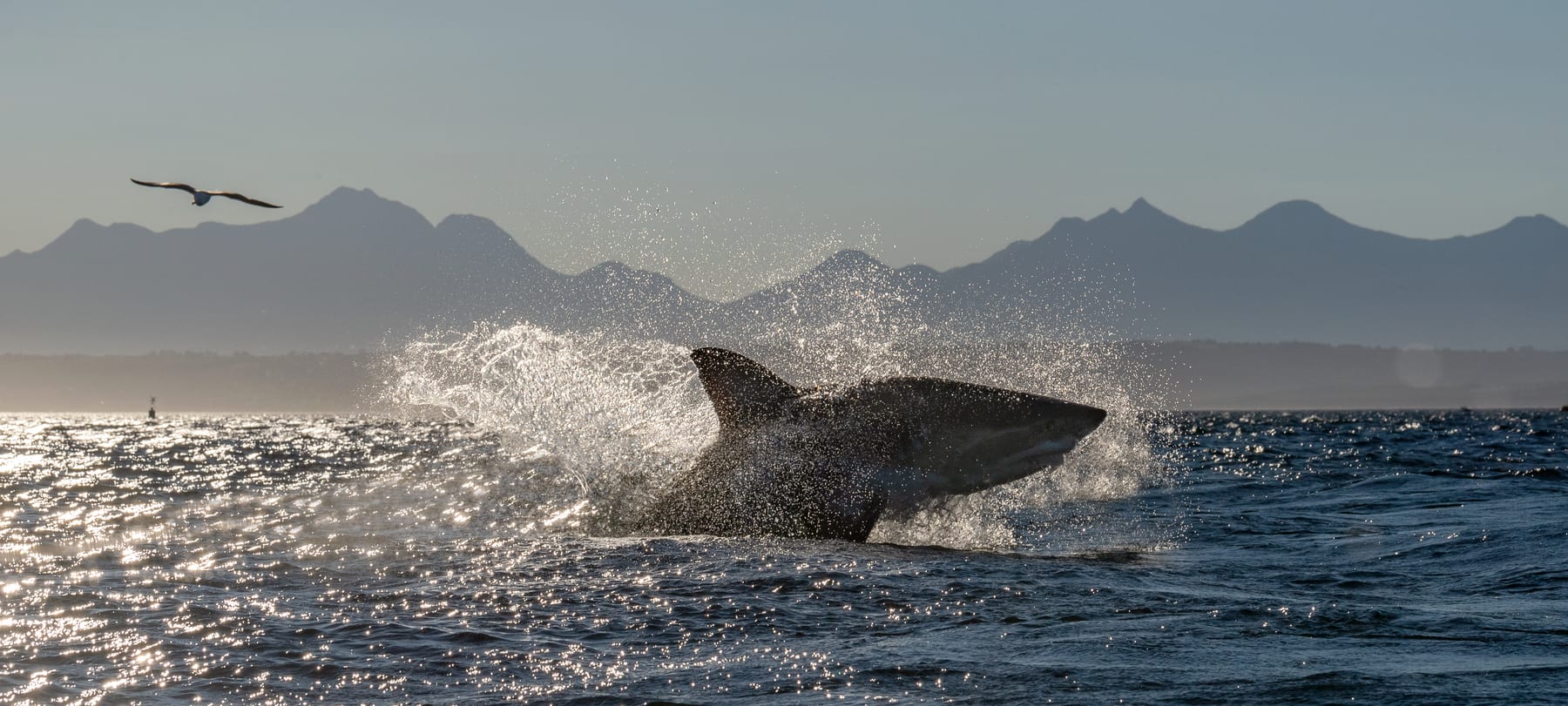 A great white shark breaching while hunting seals off South Africa