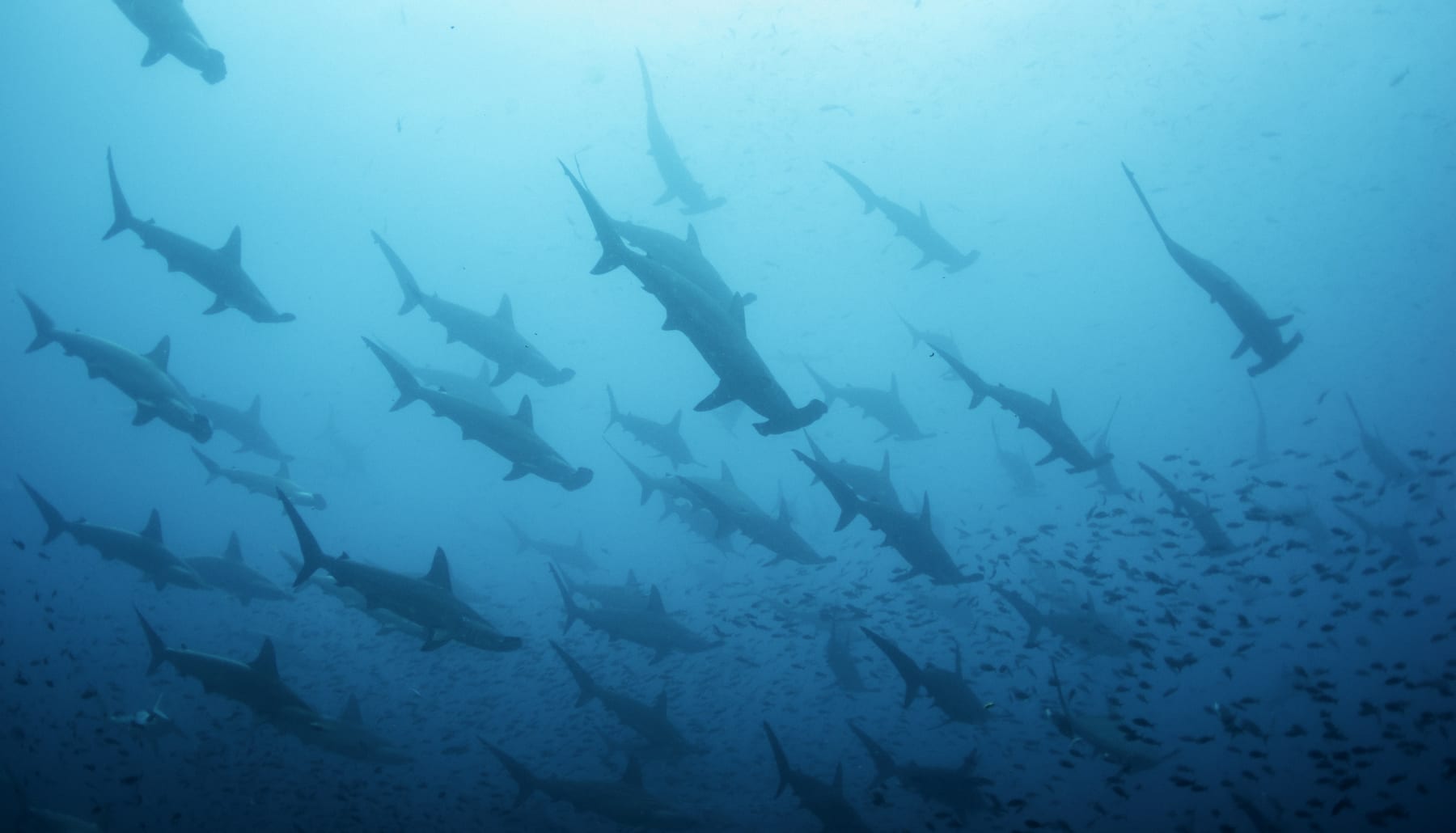 A large school of scalloped hammerhead sharks at Darwin Island, Galapagos