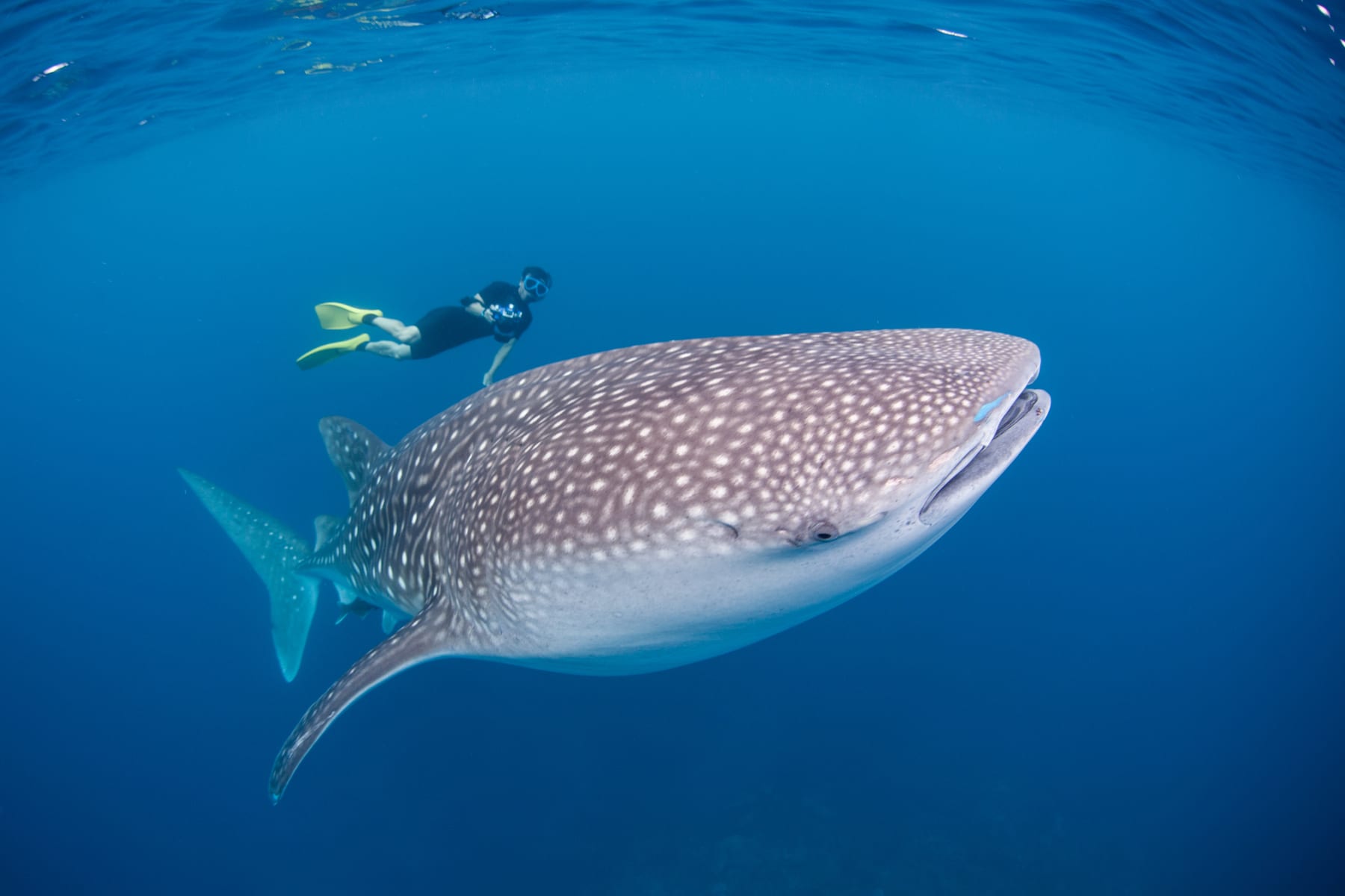 A whale shark swimming near the surface in open ocean