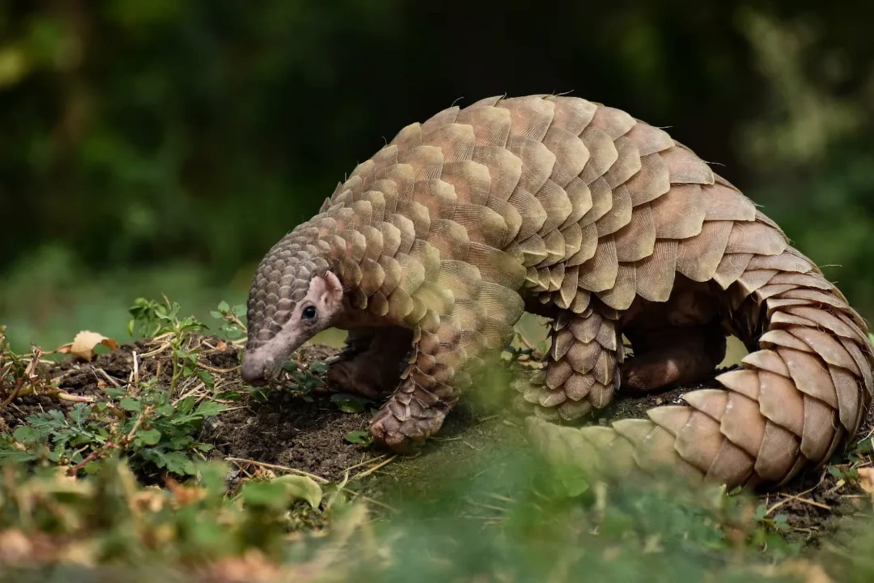 A pangolin walking across the forest floor, showing its keratin scales