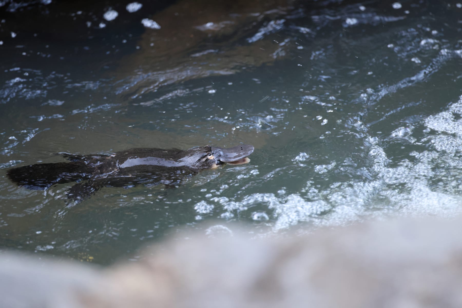 A platypus floating in a creek in Eungella National Park, Queensland