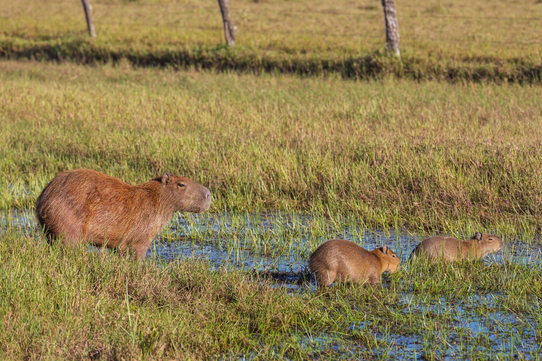 A group of capybaras in the Pantanal wetland, Brazil