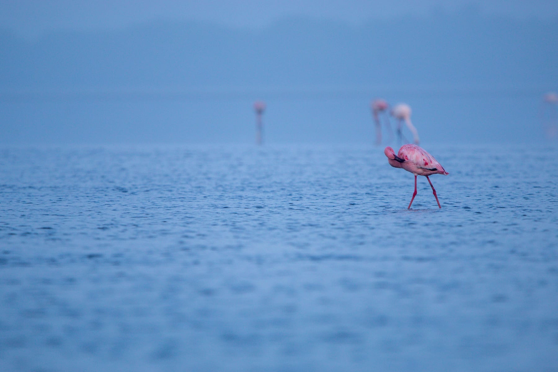 A greater flamingo in a shallow coastal lagoon