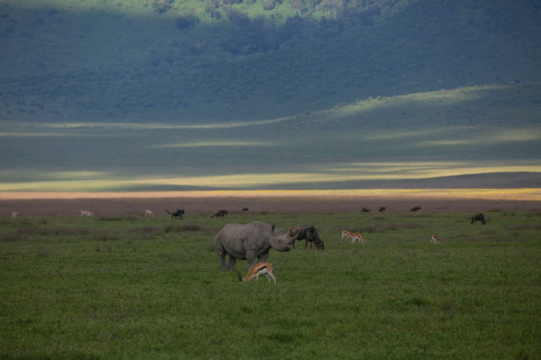 A rhino and impala in the Ngorongoro Conservation Area, Tanzania
